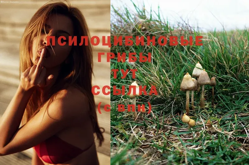 Галлюциногенные грибы Psilocybe  Камышлов 